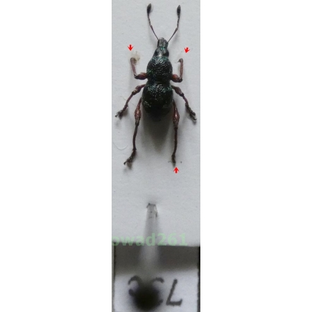 Neopyrgops sp. Heller, 1913 Philippines73c
